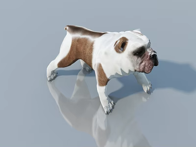 Brown And White Reptile Standing On Shiny Reflective Surface With Shadow 3d model