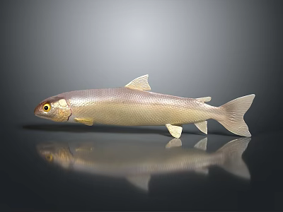 Silver Fish With Yellow Eyes On Black Background Showing Reflection 3d model