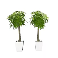 Two Green Bonsai Trees In White Square Pots With Light Blue Backdrop 3d model