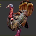 Colorful Turkey With Vibrant Feathers Red Wattle And Spread Tail