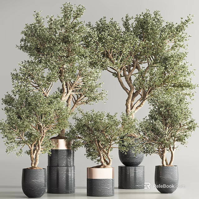 Bonsai Plants With Shaped Trunks And Lush Green Leaves In Various Colored Pots 3d model 