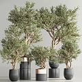 Bonsai Plants With Shaped Trunks And Lush Green Leaves In Various Colored Pots