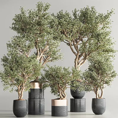 Bonsai Plants With Shaped Trunks And Lush Green Leaves In Various Colored Pots 3d model