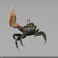 Spotted Crab With Large Red Claw And Black Body Standing On Dark Surface