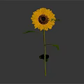 Beautiful Bright Yellow Sunflower With Brown Center Green Stem And Leaves