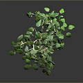 Green Potted Plant With Lush Green Leaves In Light Colored Pot On Gray Background