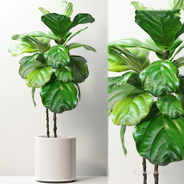 Lush Bonsai Plant With Large Green Leaves In White Indoor Pot 3d model 