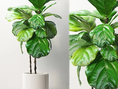 Lush Bonsai Plant With Large Green Leaves In White Indoor Pot 3d model