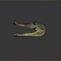 Crocodile Skull With Open Mouth Sharp Teeth And Brown Yellow Texture On Dark Background
