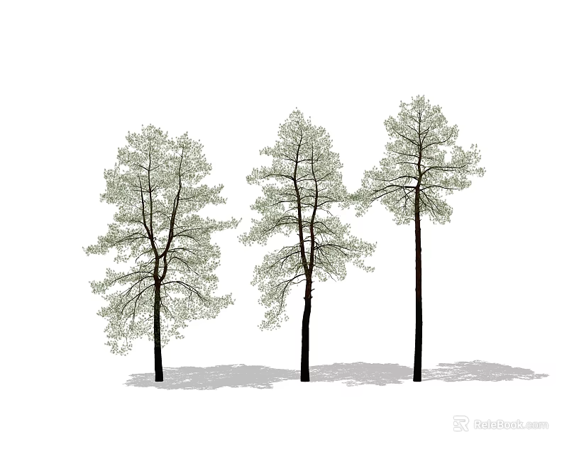Three Tall Arbor Trees With Green Foliage And Dark Trunks On White Background 3d model 