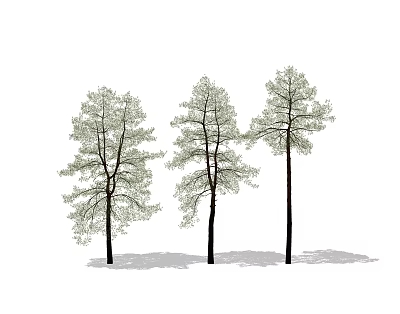 Modern Pine 3d model