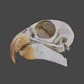 Detailed Bird Skull Skeleton Anatomical Structure With Beak And Eye Socket