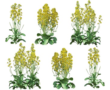 rape flower rapeseed crop plant rapeseed cauliflower economic crop rape flower shrub green plant combination 3d model