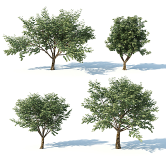 The Modern Tree 3d model