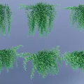 Indoor Green Trailing Hanging Basket Plants with Lush Cascading Foliage