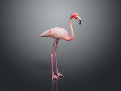 Flamingo CG Flamingo Cartoon Flamingo Animation Flamingo CG Bird Cartoon Bird Animation Birds 3d model
