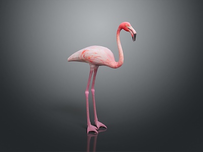 Flamingo CG Flamingo Cartoon Flamingo Animation Flamingo CG Bird Cartoon Bird Animation Birds model