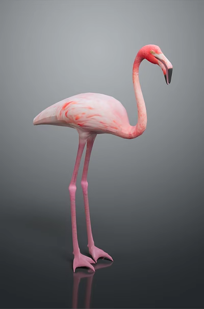 Elegant Pink Flamingo Standing With Long Legs Curved Neck On Dark Background With Reflection 3d model