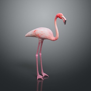 Flamingo CG Flamingo Cartoon Flamingo Animation Flamingo CG Bird Cartoon Bird Animation Birds 3d model