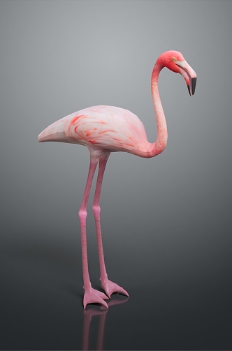 Flamingo CG Flamingo Cartoon Flamingo Animation Flamingo CG Bird Cartoon Bird Animation Birds 3d model