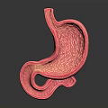Anatomical 3D Model of Human Abdominal Organ Stomach Showing Detailed Internal Structure