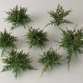 Six Small Natural Green Decorative Shrubs On White Background 3d model