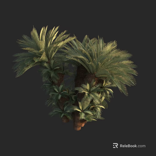 Lush Tropical Palm Tree With Green Feathery Fronds And Thick Trunk 3d model 