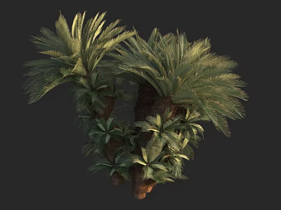 Lush Tropical Palm Tree With Green Feathery Fronds And Thick Trunk 3d model