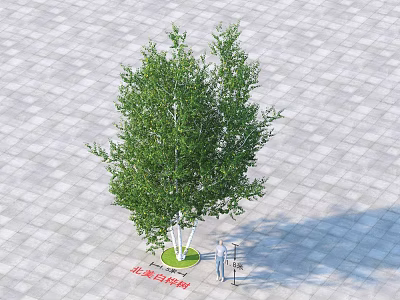 North American Birch Arbor With Green Leaves And White Trunk On Paved Ground 3d model