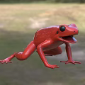 Red Aquatic Frog Displaying Open Mouth In Natural Grass Habitat