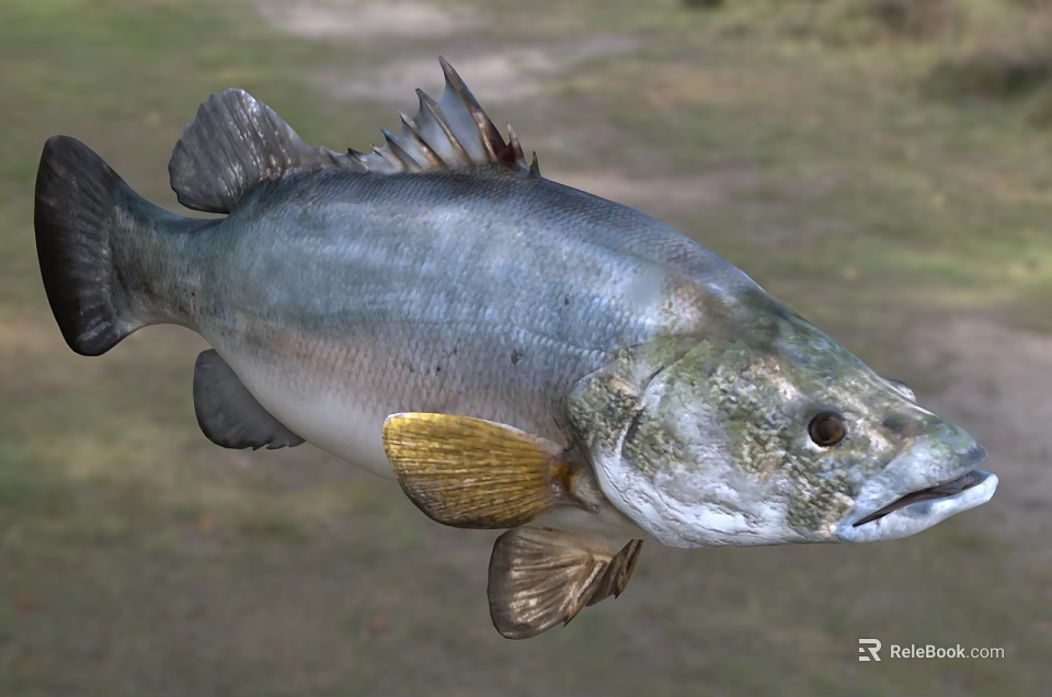 Striking Silver Blue Aquatic Fish With Golden Fins Streamlined Body And Natural Habitat 3d model 