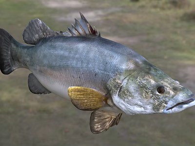 Striking Silver Blue Aquatic Fish With Golden Fins Streamlined Body And Natural Habitat 3d model