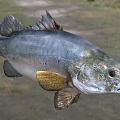 Striking Silver Blue Aquatic Fish With Golden Fins Streamlined Body And Natural Habitat