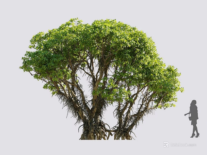 Lush Green Bush with Dense Foliage Thick Branches and Person Silhouette Nearby 3d model 