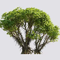Lush Green Bush with Dense Foliage Thick Branches and Person Silhouette Nearby