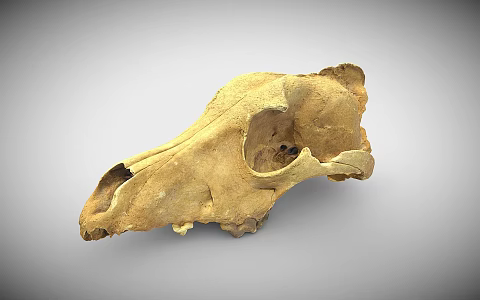 canine skull 3d model