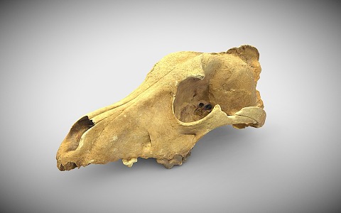 canine skull 3d model