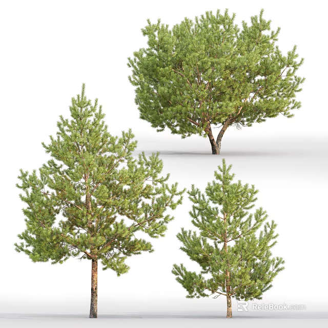 Multiple Arbor Trees With Lush Green Foliage And Sturdy Trunks 3d model