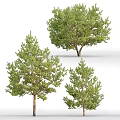 Multiple Arbor Trees With Lush Green Foliage And Sturdy Trunks 3d model