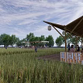 Beautiful Pastoral Scenery With Lush Rice Field Bamboo Shelter People Walking And Clear Blue Sky