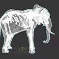 Elephant Skeleton 3D Render With Detailed Scientific Anatomical Bone Structure 3d model