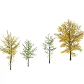 Modern Tree Ginkgo 3d model