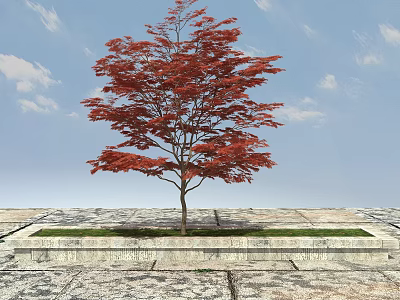 Red Leaf Tree In Stone Square Planter With Blue Sky White Clouds Stone Paved Ground 3d model