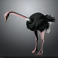 Black Ostrich With Pink Neck Long Legs And Feathered Body Standing Tall