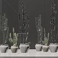 Modern Bonsai Potted Cactus Plants In White Pots On Black Tabletop With Striped Walls