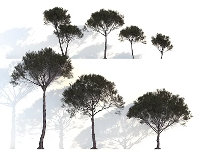 Arbor Trees With Various Heights And Lush Green Canopies Casting Natural Shadows 3d model