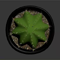 Potted Green Cactus Plant With Spines In Black Pot And Small Pebbles