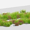 Green Shrubs And Grass With Orange Flowers In White Background Natural Fresh View