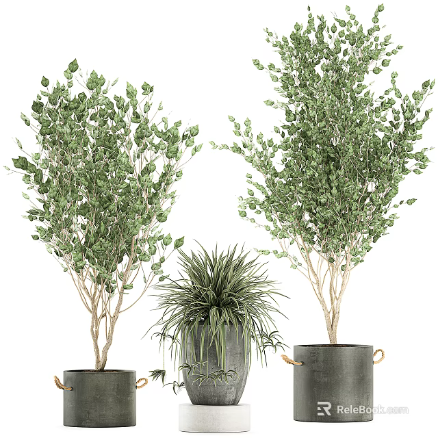 Various Green Potted Plants In Stylish Grey Pots For Home Decoration 3d model 