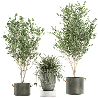 Various Green Potted Plants In Stylish Grey Pots For Home Decoration 3d model